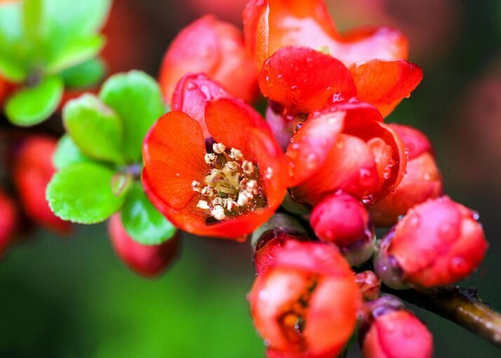 SVARAINIS JAPONINIS 'SARGENTII' C2